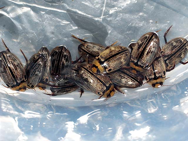 リュウキュウオオイチモンジシマゲンゴロウ飼育繁殖