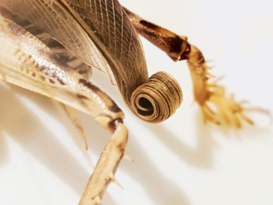 正に“奇虫”！今ならマキバネコロギス標本作品展示中 - ゲンゴロウ