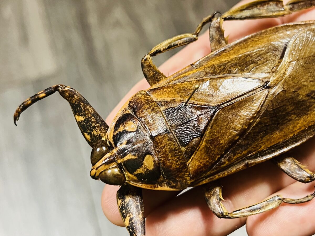 ボリビア産 注文 ナンベイオオタガメ 95mm 管まで ボリビア産 ナンベイ