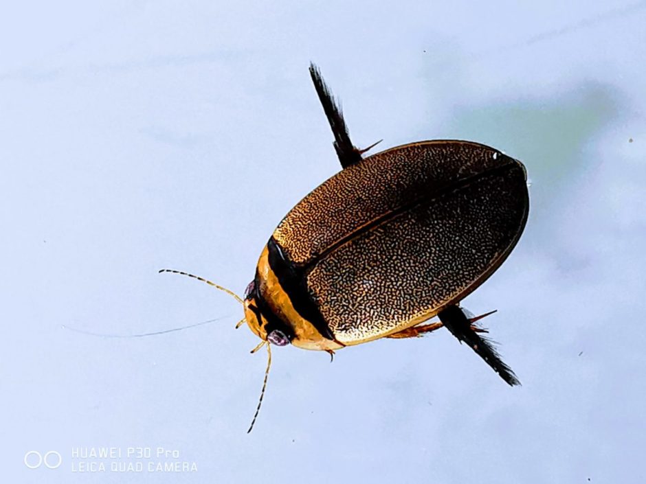 エゾヒラタヒメゲンゴロウ カラフトマルガタゲンゴロウ エゾマルガタ