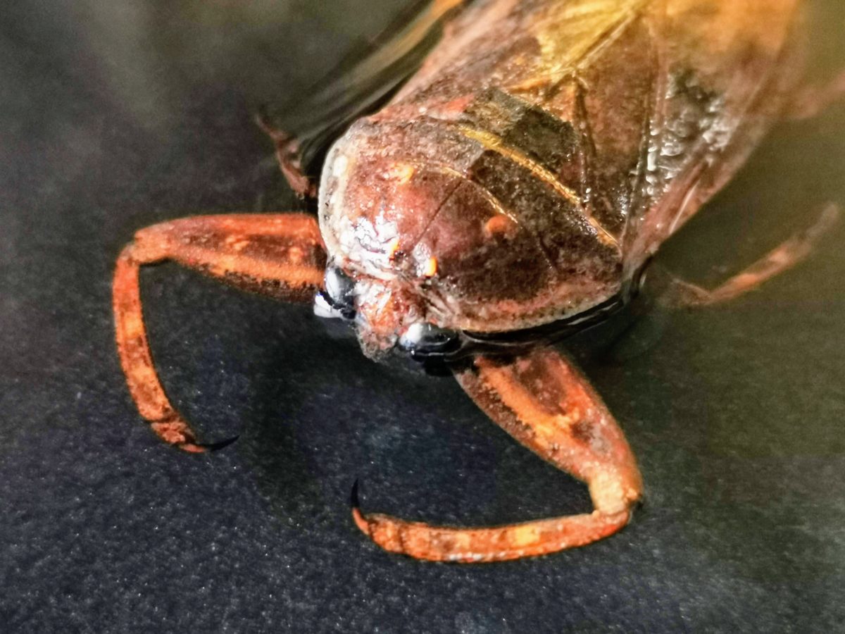 ナンベイオオタガメ 標本