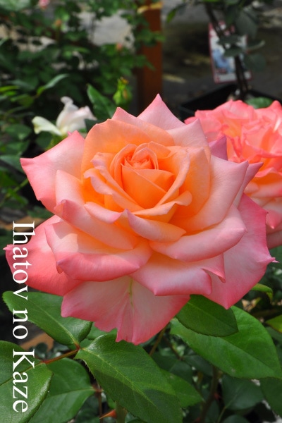 ブランドで選ぶバラ,ガーデンナーセリーYOSHIIKEのバラ苗通販 | バラの