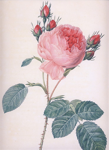 ルドゥーテ「八重咲きの丸いピンクバラ」大