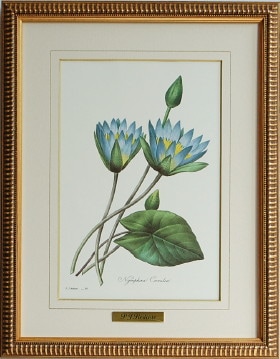 ルドゥーテ「青い睡蓮」スイレンの絵（睡蓮の絵）商品販売ページ