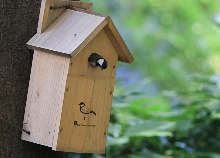 野鳥の小屋10－09（小屋のみ）