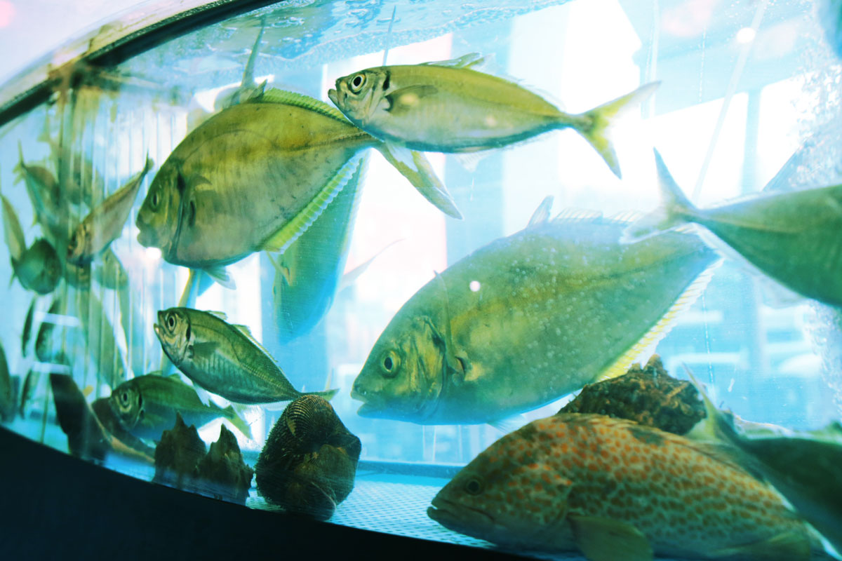 活魚水槽のクーラー「選ぶ時の注意点」｜GLOSSO