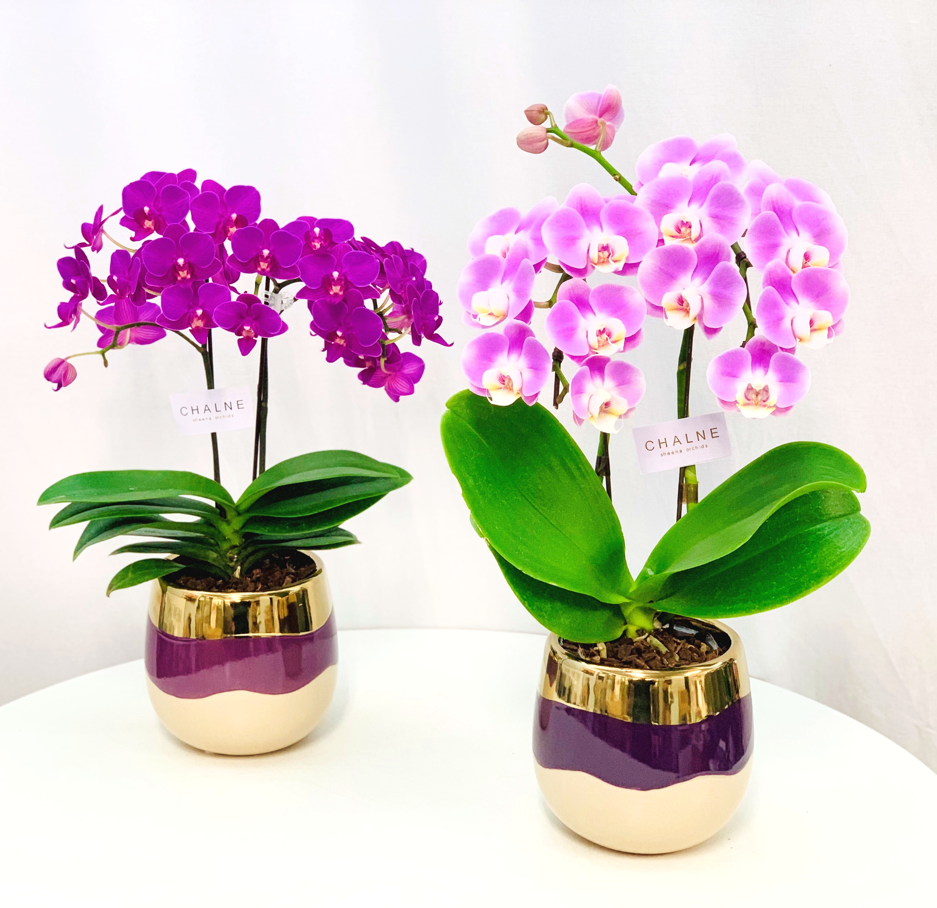 1658 香蘭社 花型鉢 5客 未使用 1658 香蘭社 花型鉢 5客 未使用