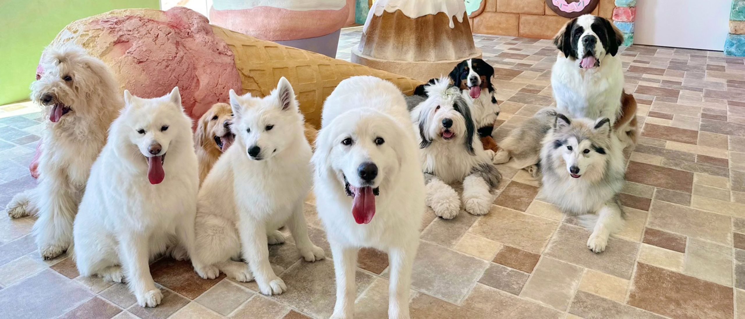 8/20以降ご予約開始日時の変更＆不在ワンちゃんのお知らせ】 - 大型犬