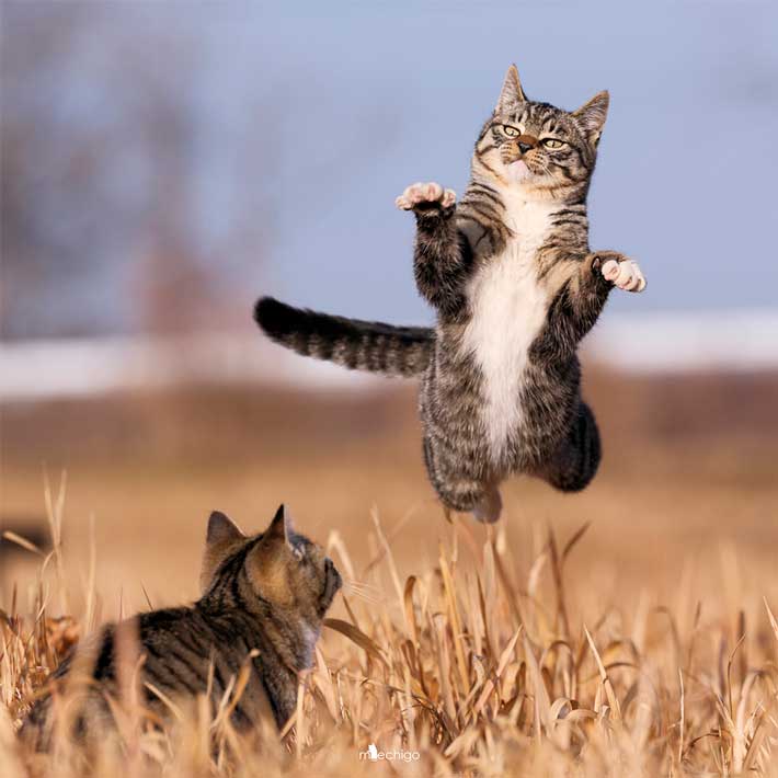 UFOにさらわれるかも」 ジャンプする猫の1枚が… 「すごく楽しそう