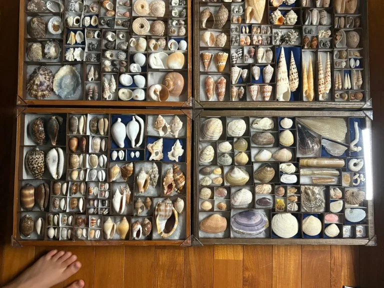 小5の自由研究】センス抜群！親子で挑んだ『貝殻標本』が「博物館