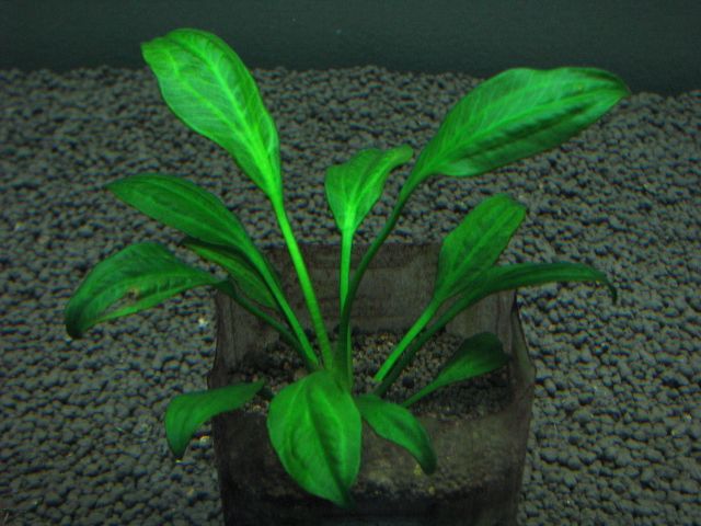 エキノドルスsp.サターン2000 - グラスゲート