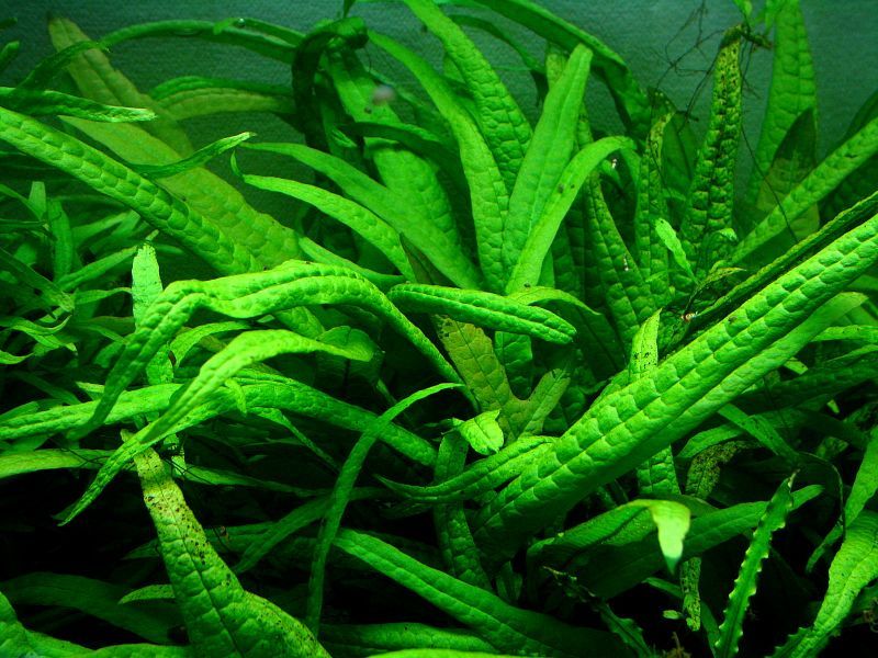 ミクロソリウムsp サラワク カピット ウエスト産