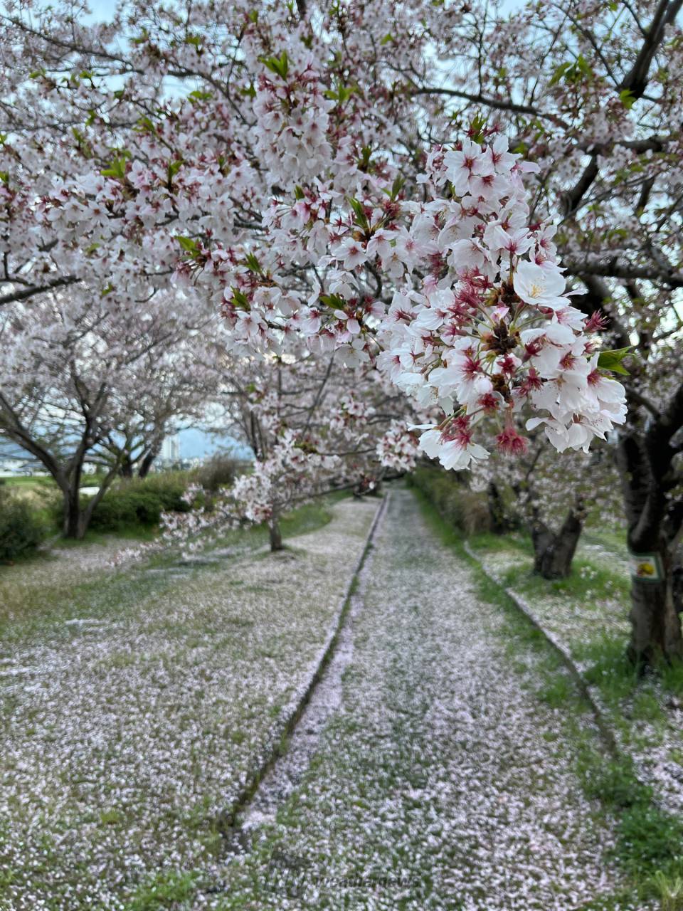 サクラ散りゆく、その側に。 サクラ散りゆく、その側に。 Myuk