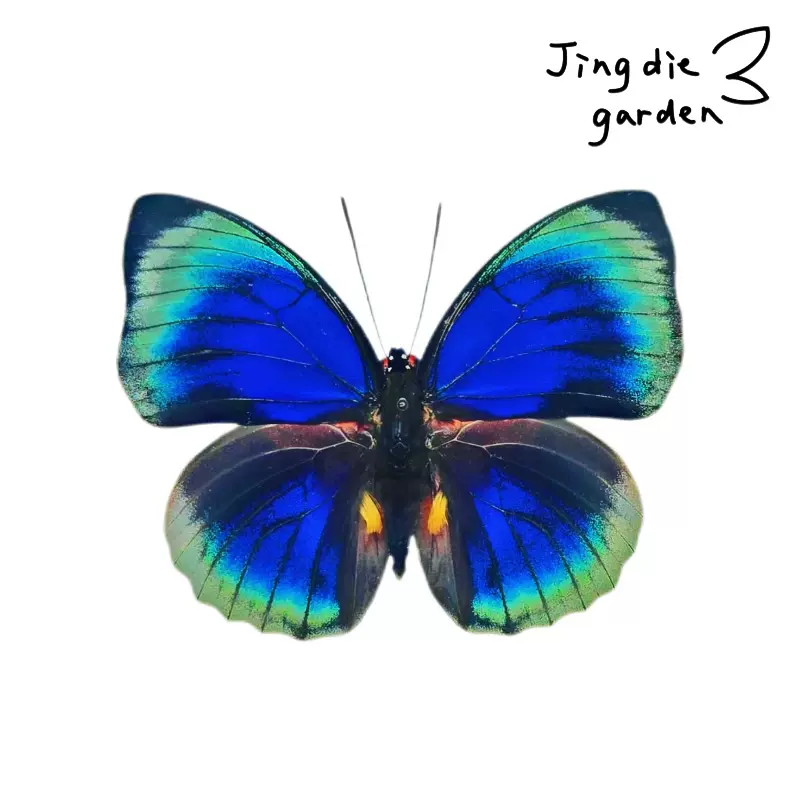 Agrias claudina croesus - AgriasButterflies.com Agrias claudina