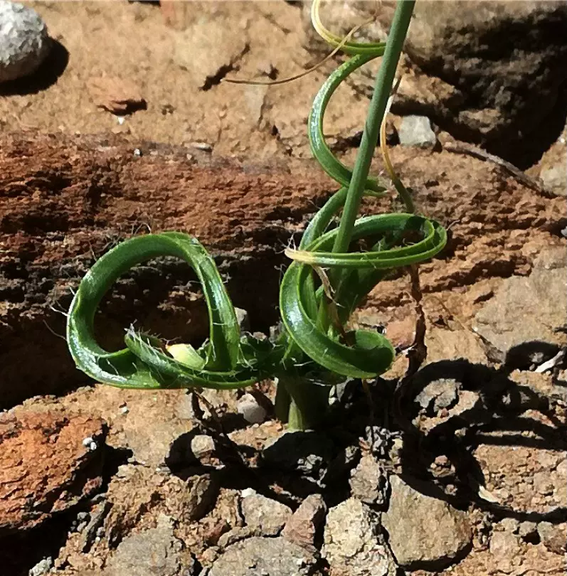 ○ コンゴDR 赤道州 ゴライアスオオツノハナムグリ 93mm 【公式通販】