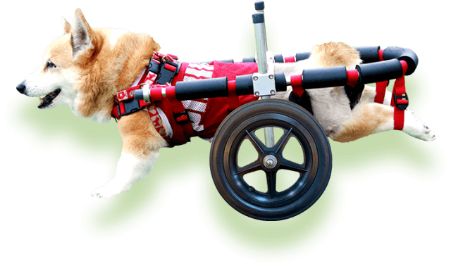 犬用車椅子