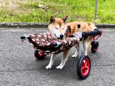犬用車椅子・歩行器の【はな工房】｜オーダーメイド&全国対応可