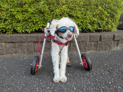 犬用車椅子・歩行器の【はな工房】｜オーダーメイド&全国対応可