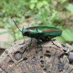 c6f9baa55da8a5eafedd2cfe67a11f