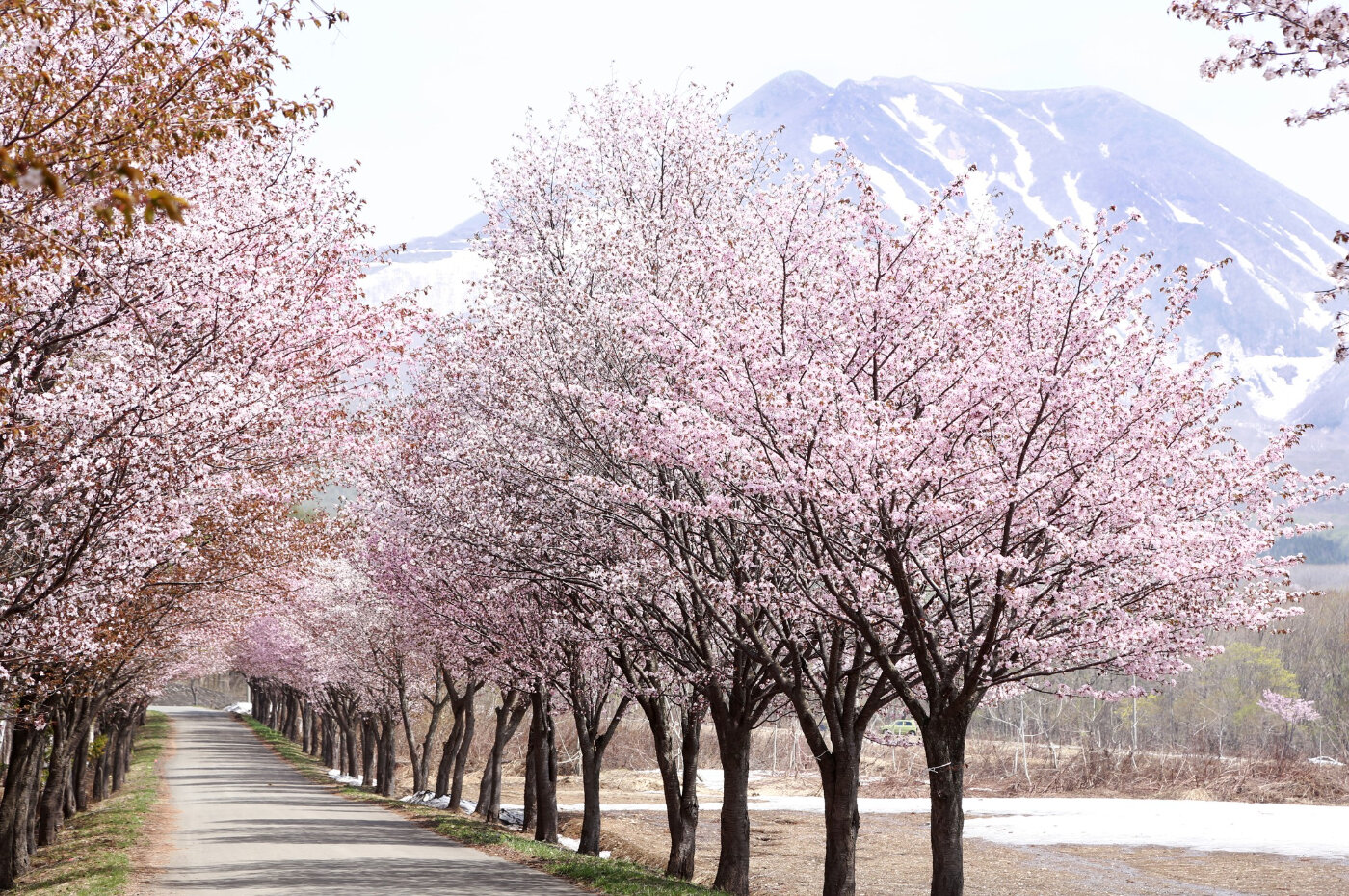 世界一長い桜並木 | 青森県 | 全国の花風景 | 「日本全国の花風景検索