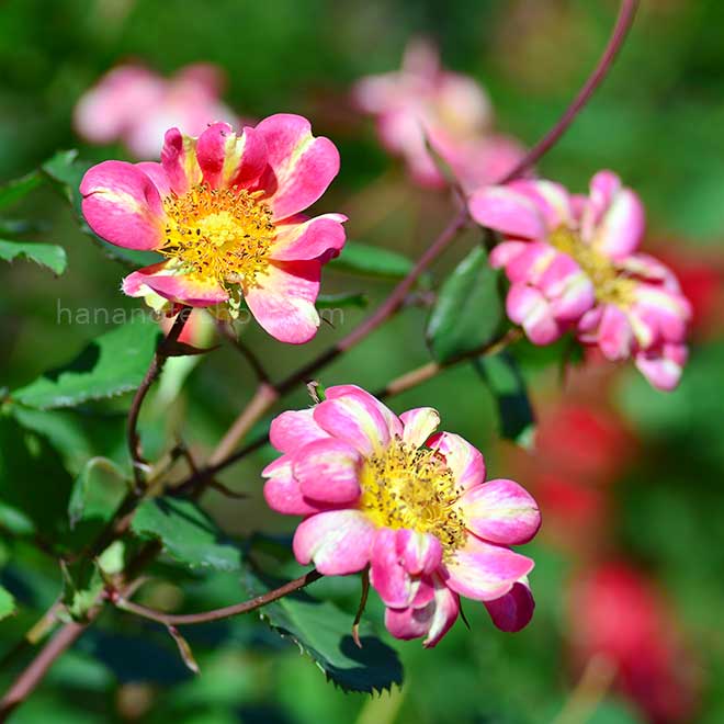 バラ アールヌーヴォー｜ROSE Art Nouveau｜花の手帖のwebバラ図鑑