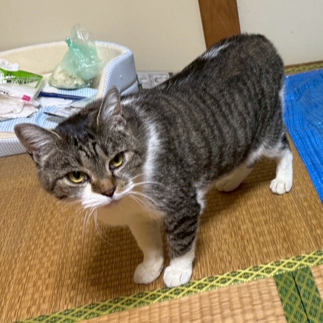 ぐーにゃんちゃん ♀ - 花ねこ千葉