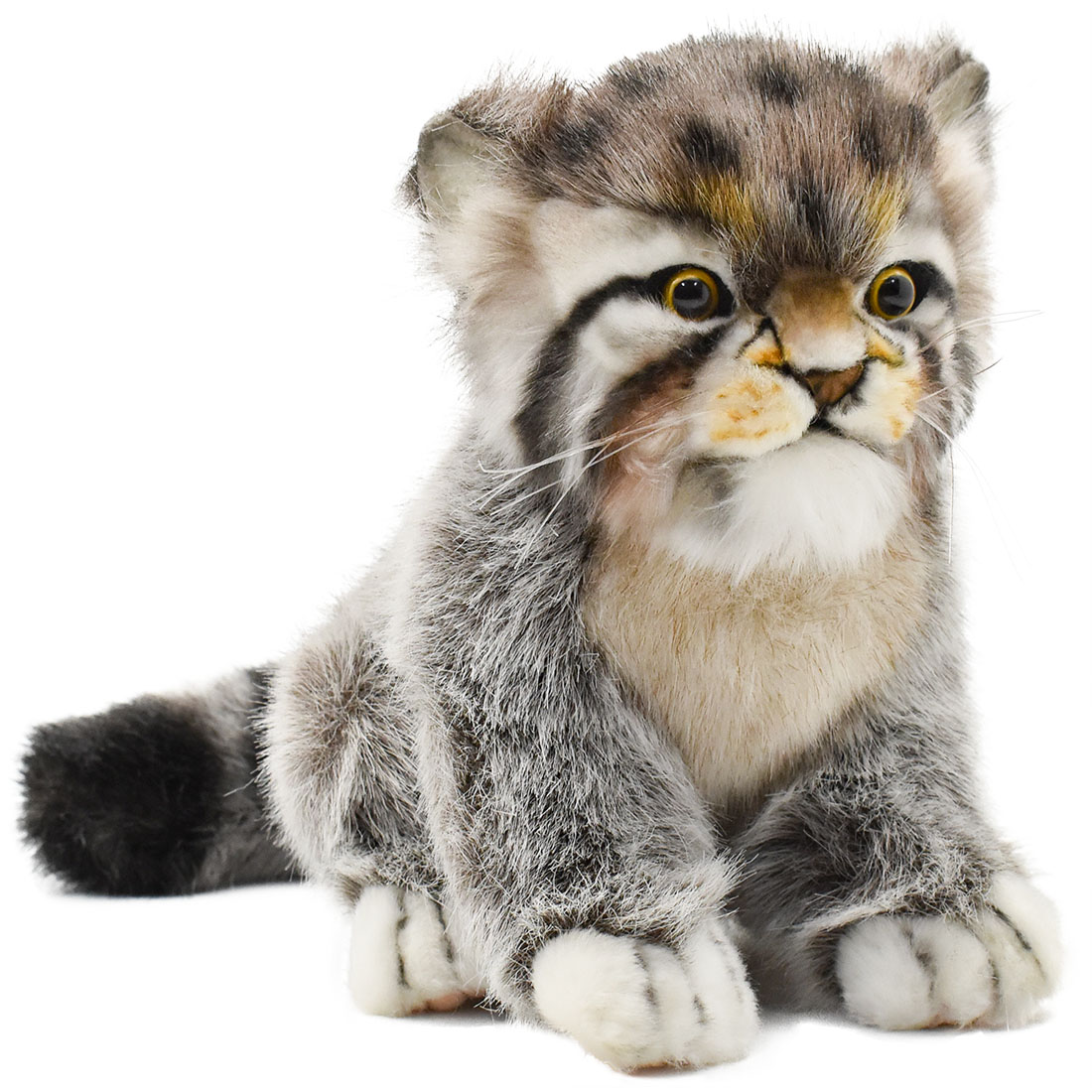 マヌルネコ(仔) 17 | HANSA