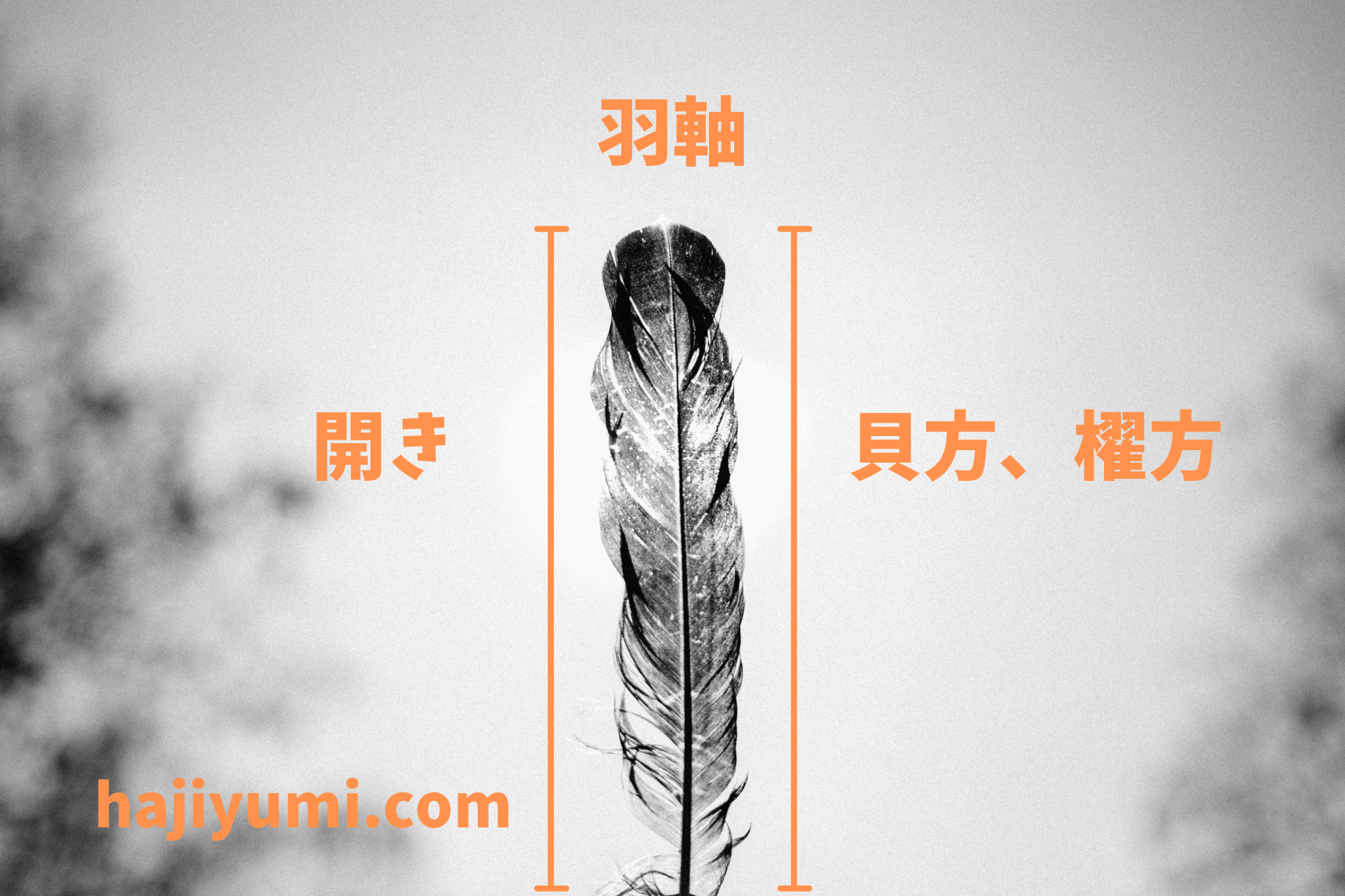 矢羽根 磯鷲 ナタ貝方 12枚 【公式通販】