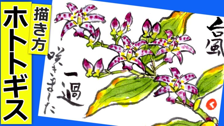 ホトトギスの花の描き方 無料動画│ガーデニングの絵手紙スケッチ│7月