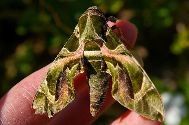 キョウチクトウスズメ