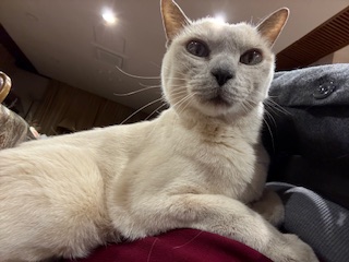 40年ぶりの暑い夏の夜 | 高橋医院