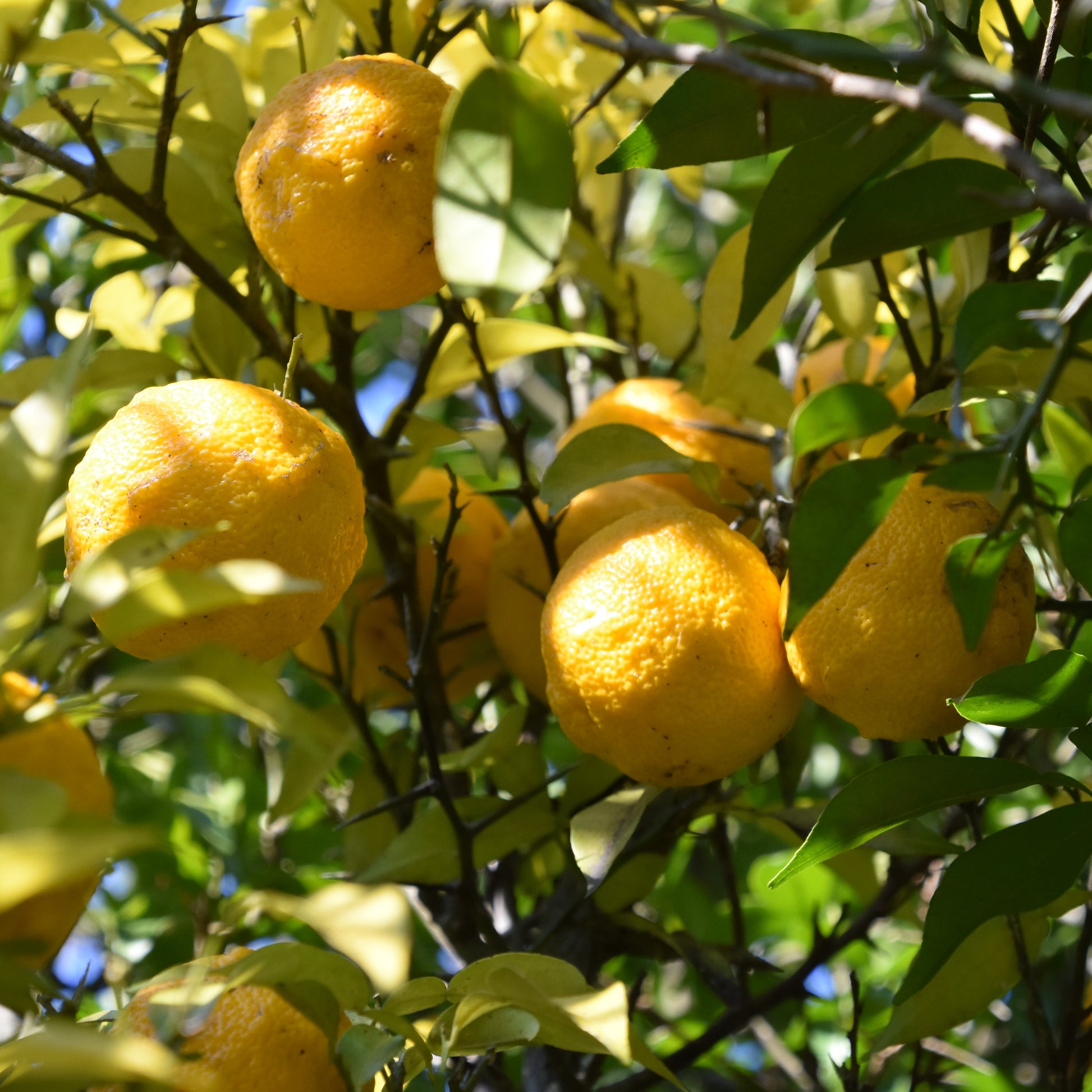 ゆず七味みそ – 八二醸造