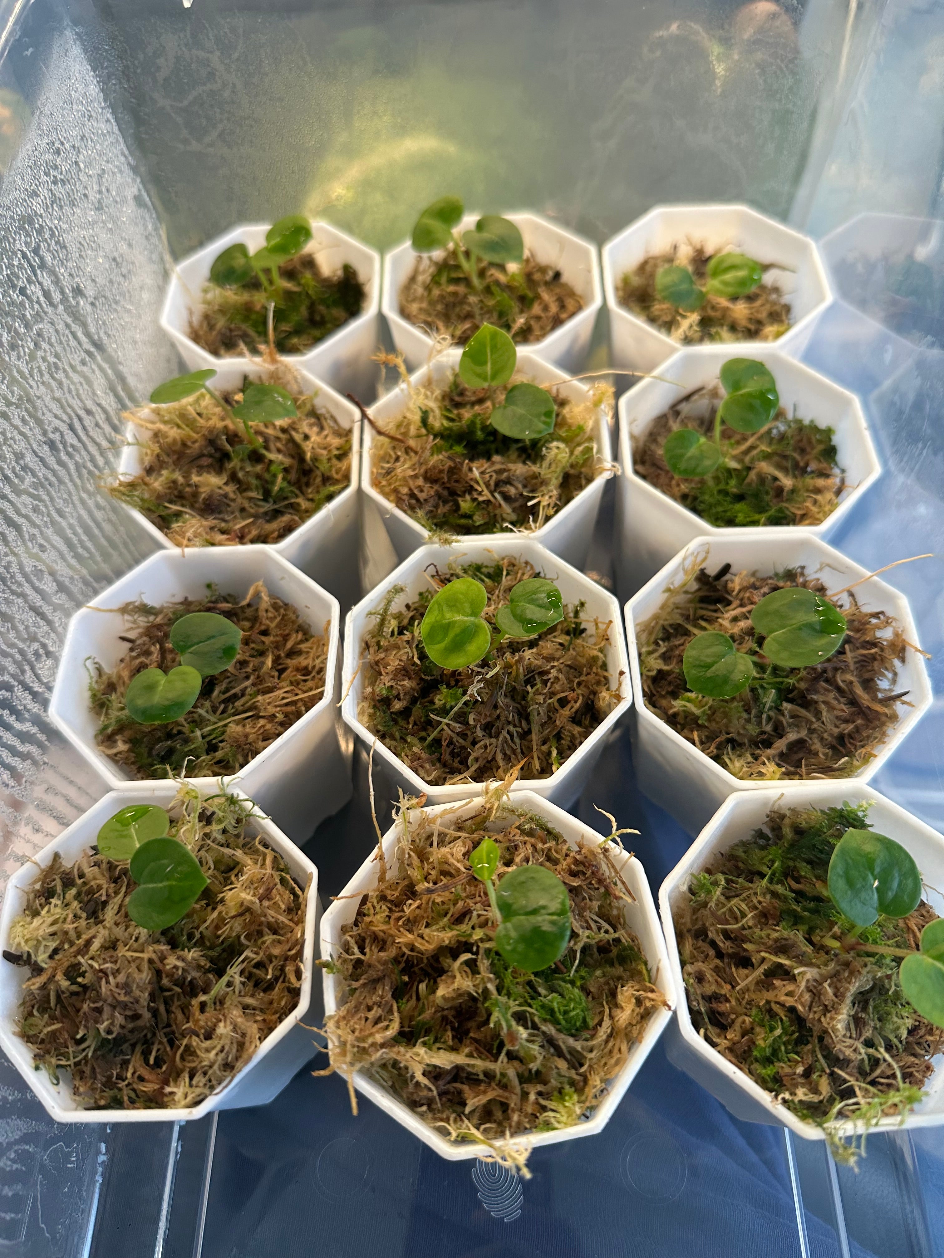 Anthurium Red Crystallinum X ZxM – HappiestPlants