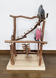 自然木のバードジム オウム インコ／ハッピーケース