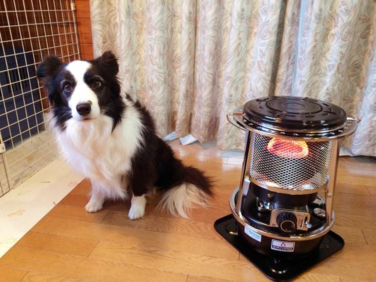 フジカハイペット】2024年最新！価格や注文方法など魅力も合わせて解説