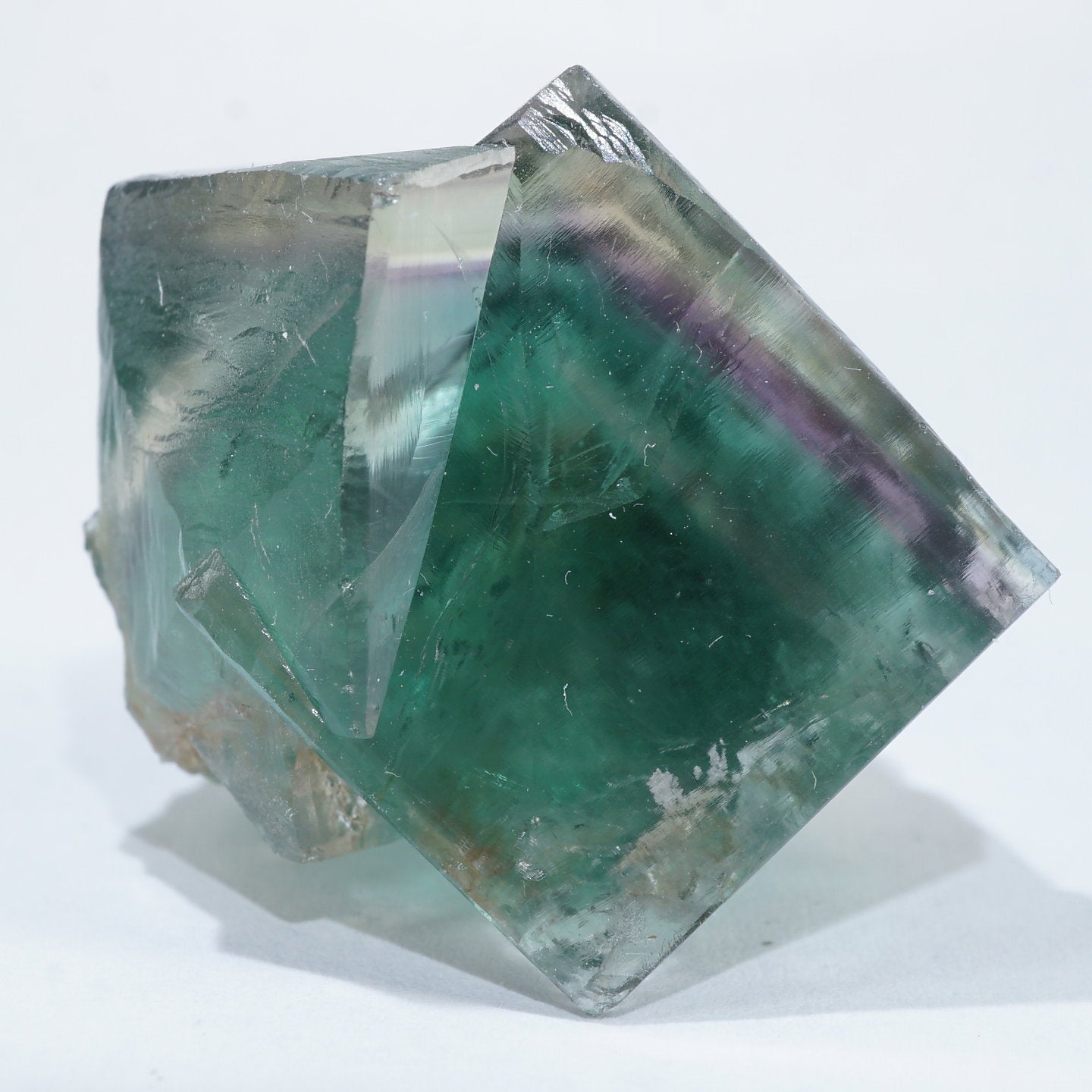 レディアナベラ toxic apple pocket フローライト レアポケット レディ