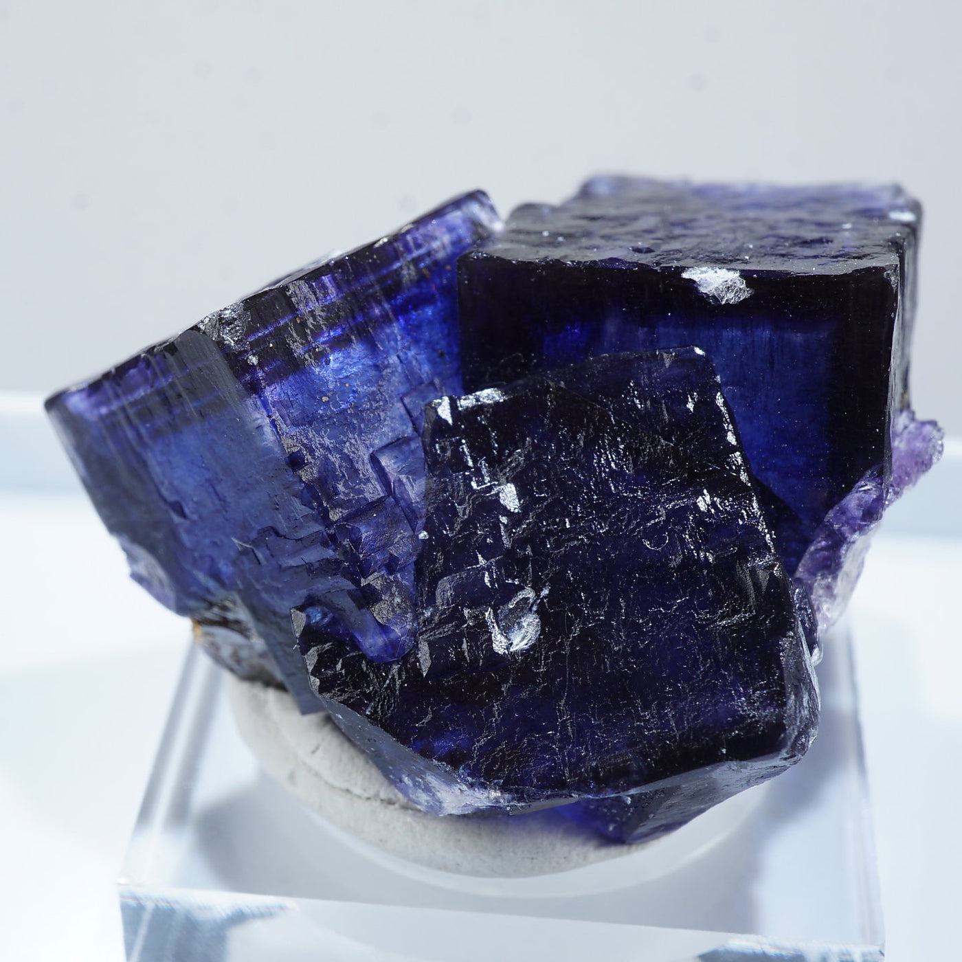 コレクターズアイテムエルムウッドフローライト テネシー州 エルム