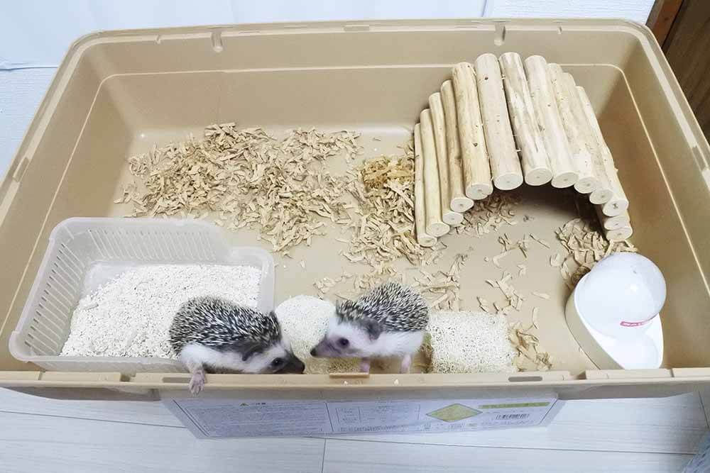 ハリネズミケージ 8点セット ハリネズミケージ 8点セット 61vSzeQB6vL