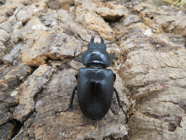 ヨーロッパミヤマ（ケルブス） ペア – HAWAIIAN BEETLE