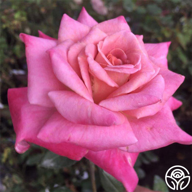 Muzi-Lucia Hybrid Tea Rose | Heirloom Roses