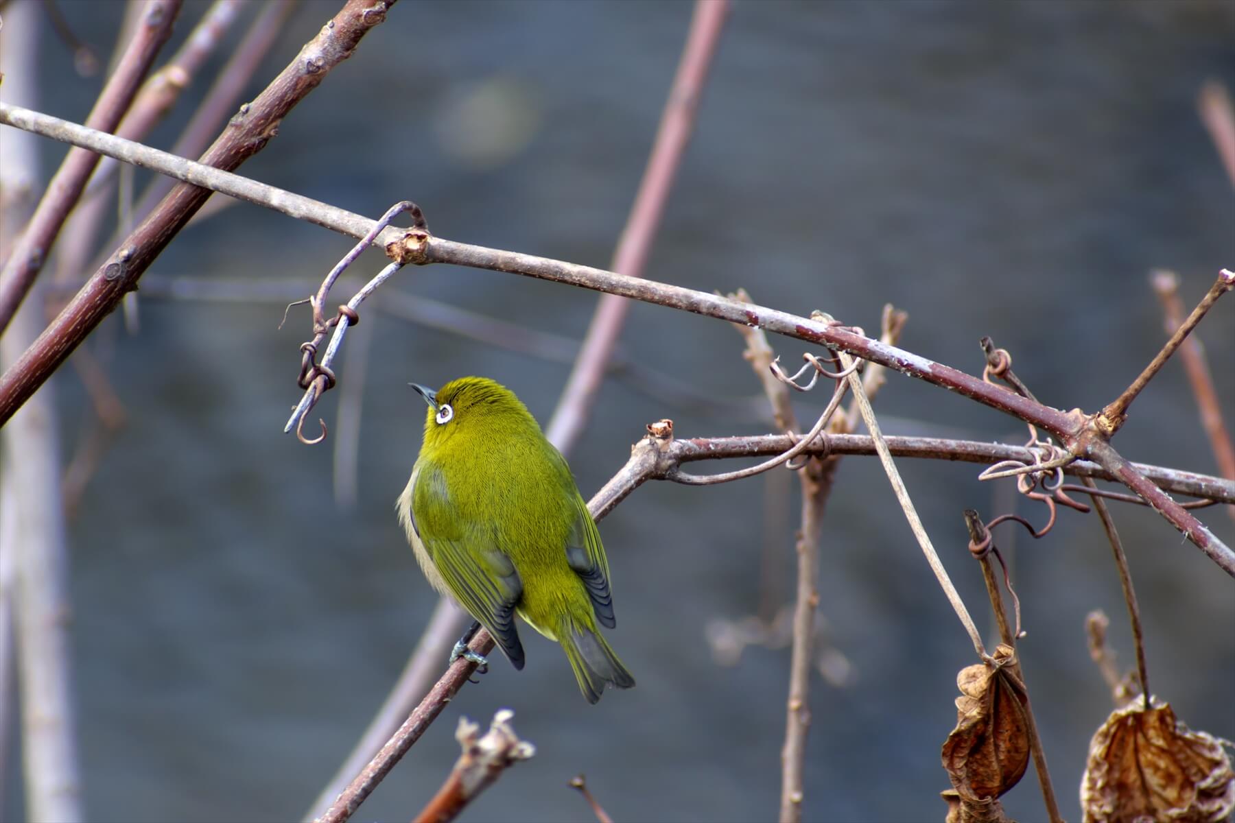 ✨美品✨Nikon AF 75-300mm 超望遠レンズ 運動会 野鳥撮影 ✨美品