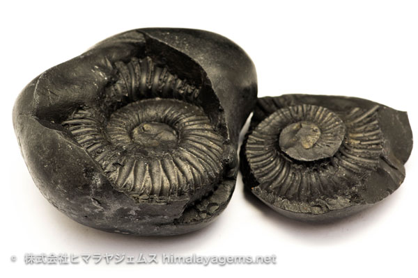 アンモナイト化石 ネパール産 アンモナイト | 株式会社ヒマラヤ