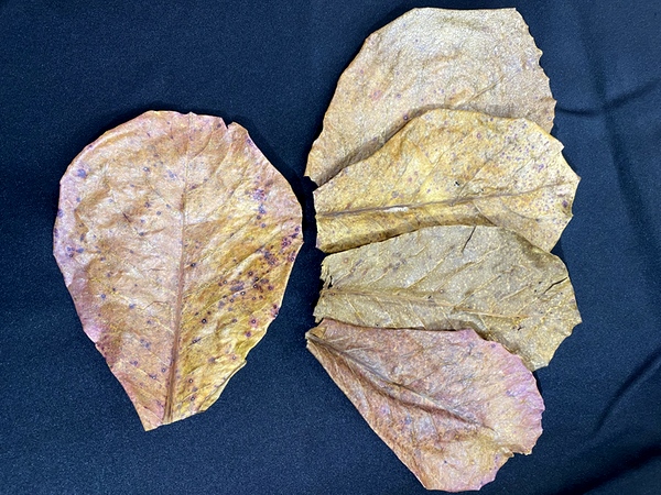 沖縄県産無農薬 マジックリーフ（1袋：5枚入り） - 姫えびす WEBショップ