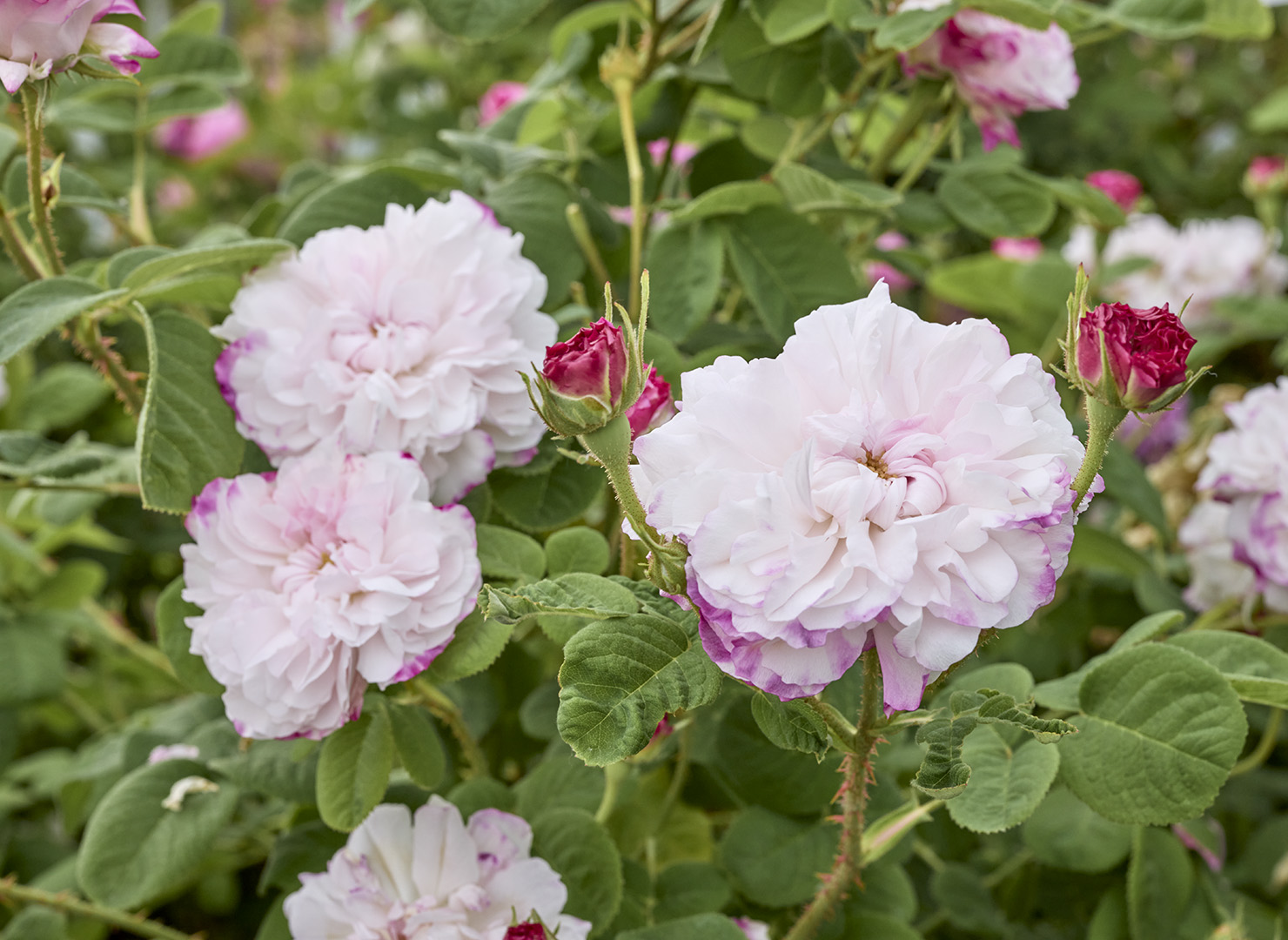 稀少多数 レアデック まとめ売り バラ売り 稀少多数 レアデック まとめ