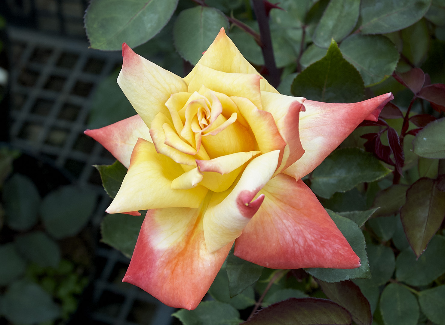 朝比野文雄 10号薔薇 神田ばら園 10本 ☆バラ品種名：ブロッサムピンク