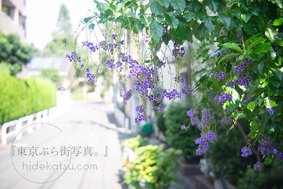 なぜ古いレンズはこんなにも優しく写る Steinheil Munchen / Cassar F2