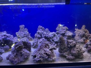 ライブロック - ひかるアクアリューム ネットショップ