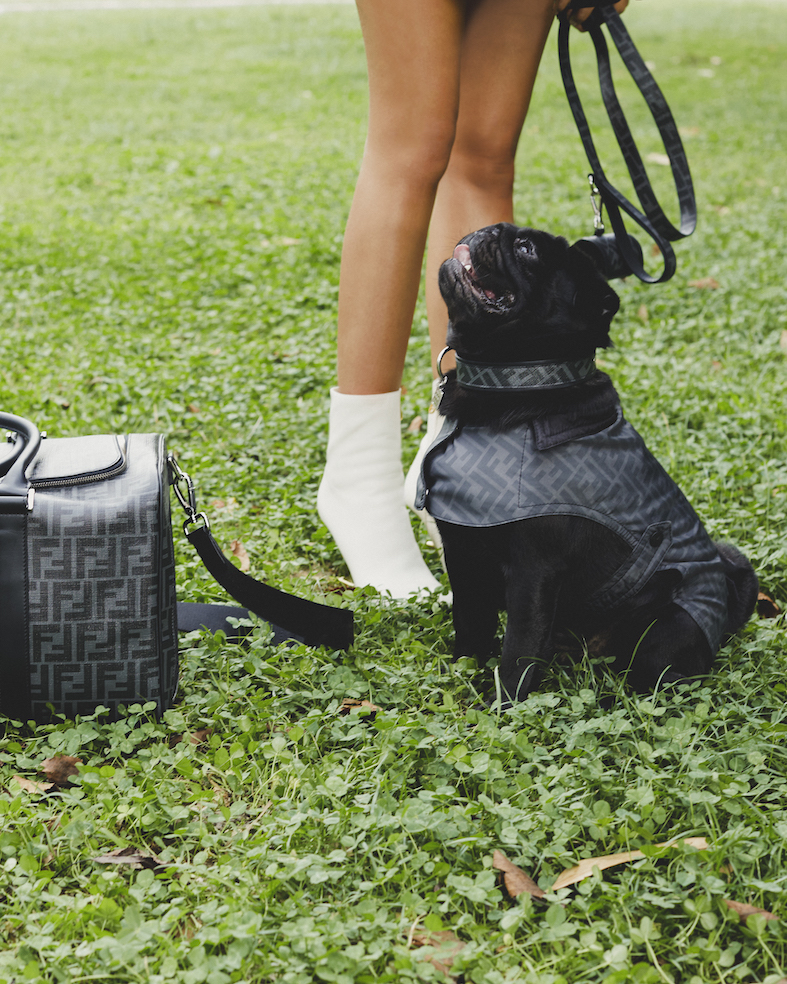 FENDI ペット用ラインから新作・新色アイテム発売 | HIGHSNOBIETY.JP