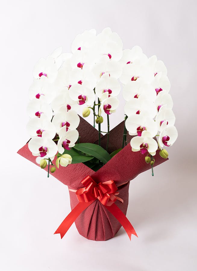 氷コップ 金赤べり 糸巻き輪花型 明治〜大正期 2026年最新】Yahoo