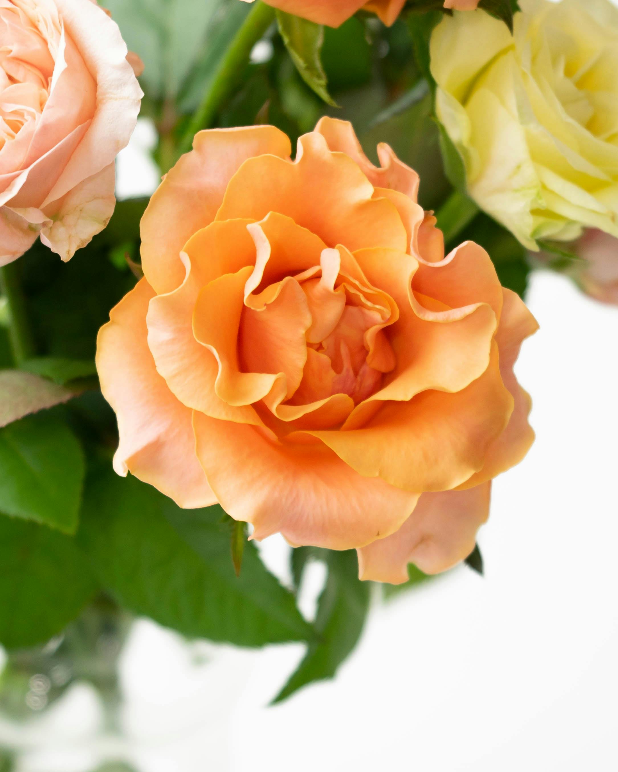 産地直送 バラ花束 オレンジ系ミックス（10本入り）／愛知 榊原薔薇園